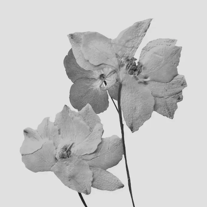 Fleur délicate illustrant la sensibilité et l’équilibre émotionnel